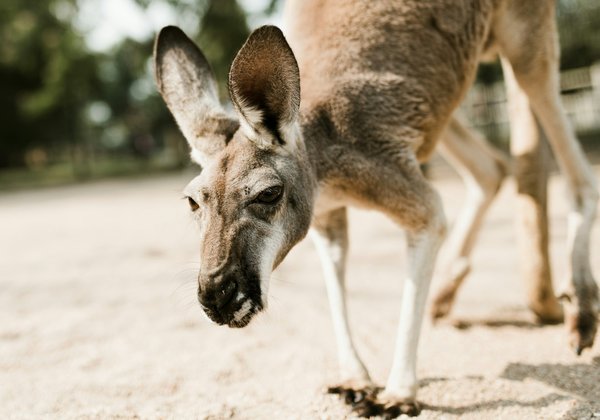 Qu'est-ce qui rend le zoo-refuge La Tanière si spécial ?
